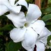 Generic - Mandevilla Laxa Seeds