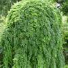 le Georgiche Vivai le Georgiche - Pianta vera di Caragana arborescens Pendula Caragana pendula Pendolo di Caragana - vaso Ø 25 cm - altezza alla vendita 80-100 cm