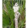 Seeds & Plants Shop by Ipsa Pezzi - 10x Drimia Maritima (Scilla Maritima) Giardino Piante - Seme ID907 - Seeds & Plants Shop by Ipsa