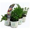 Amori e aromi 6 piante aromatiche (Etnico) per cucinare, per realizzare il tuo orto sul balcone e profumare gli ambienti