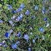 Generic semi di lino blu, esotiche semi di lino, copertura to decorazione da giardino per esterni decorazione vecchie varietà semina autunnale del 500pcs