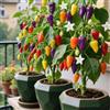 Generic semi di peperoncino di bancale elevato per sul balcone giardino esotico bonsái 50pcs