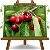EURO PLANTS VIVAI Ciliegio Dolce Durone Nero di Vignola 3 - Pianta da Frutto Antico su Vaso: ø 24/26 cm. *Altezza: 180~200 cm. - Età 4 Anni