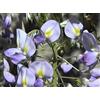 Vivaio Garden Forest - Wisteria floribunda 'Issai-naga' - Glicine Viola Rampicante a Fioritura Abbondate, Pianta in Vaso, Crescita Veloce e Profumata, Ideale per Pergolati, Muri e Archi da Giardino