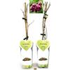 POWERS TO FLOWERS - ACTINIDIA ARGUTA KEN'S RED, KIWI ROSSO, 2 PIANTE, VARIETA' AUTOFERTILE, piante vere