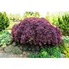 Vivaio di Castelletto Acero rosso giapponese ad innesto basso Acero palmatum dissectum Garnet pianta in vaso ø22 cm Vivaio di Castelletto