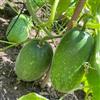 Generic semi di melone invernale, acquistare di invernali Benincasa hispida, regali per gli amanti del giardino regali per giardinieri semi di da giardino 300pcs