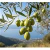 Generico Pianta di ulivo, olea europea, pianta da olio o ornamentale, h130-150cm, età 2 anni (Nocellara Messinese)