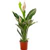 GardenersDream Spathiphyllum, gigante pianta d'appartamento, purifica l'aria in casa.