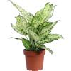 eGarden.store - Pianta vera di Dieffenbachia Amy - Altezza: 25 cm Diametro vaso: 12 cm - Onamentale, tropciale, purifica ambiente per arredare casa e ufficio