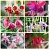 Generic Semi di fucsia, regali da giardino per le donne Ibrida fucsia, semi di d'appartamento per giardinieri 500pcs