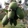 le Georgiche Vivai le Georgiche - Pianta vera di Acca sellowiana Mammoth Feijoa sellowiana 'Mammoth' - vaso Ø 15 cm - altezza alla vendita 30-40 cm