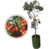 Generico Vivaio Garden Forest Albicocco nano, Pianta da frutto, Nano, Pianta da vaso, Pianta vera, Albero da frutta, Pianta piccola, Albicocca, Marmellata, Succo, Vitamine