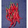 Generic 500 Samen von Long Red Schlanke Cayenne - Peperoncini piccanti