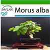 SAFLAX - Moro bianco - 200 semi - Con substrato - Morus alba