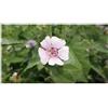 Seeds & Plants Shop by Ipsa Pezzi - 180x Vero Marshmallow - Althaea Officinali Piante Perenni Giardino Piante - Seme K14 - Seeds & Plants Shop by Ipsa