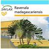 SAFLAX - Confezione regalo - Albero del viaggiatore - 8 semi - Ravenala madagascariensis