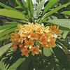 Generic semi di frangipane, plumeria decorative da giardino roccioso giardino arredamento del soggiorno recisi da balcone Aiule 500pcs