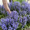 Generic Semi di Ajuga reptans strisciante, semi di farfalle regali per gli amanti del giardino autunnali resistenti estivi decorazione floreale regali per giardinieri 600pcs