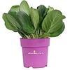 eGarden.store Pianta di Bergenia Cordifolia Shoeshine pianta da esterno pianta tappezzante pianta da fiore rosa pianta ornamentale di Bergenia pianta vera venduta da eGarden.store