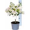 Florali Bouganville in vaso - pianta vera rampicante in vaso 17 - Bouganvillea Alta circa 55 cm - Pianta da esterno - Pianta da interno