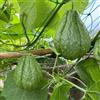 Generic semi di chayote - giardino interno esotiche biologici 50pcs