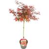 Bloomique - Acer palmatum 'Shaina' su fusto - Acero giapponese - Albero da giardino - Resistente al freddo - Alto 80-90 cm - Vaso 19 cm