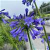 Generic semi di agapanto semi di come bomboniera vecchie varietà Perenni resistenti estivi arredamento del soggiorno per gli amanti del giardino da balcone raro 100pcs