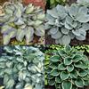 HGJKYTFCDG (HGJKYTFCDG) - Acquista le scintille resistenti all'inverno - Rizomi di scintille - Acquista Hosta - Vera scintilla con rizomi, ideale per l'acquisto per il tuo giardino 4pcs I