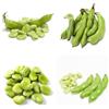 Generic semi di fava resistenti, fagiolo di invernali di fave balcone serra, invernali balcone, rare 8pcs