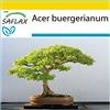 SAFLAX - Set per la coltivazione - Acero tridente - 30 semi - Acer buergerianum