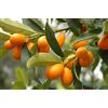 PERAGASHOP 1 PIANTA DI KUMQUAT MANDARINO CINESE IN VASO 24CM agrumi orto giardino