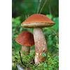 Mycelium Leccinum Aurantiacum - Mycelium - Foresta di Funghi - Coltiva i Tuoi Funghi!