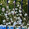 Generic semi di gaura lindheimeri, balcone, balcone candela magnifica di vecchie varietà, recisi da ombra, decorazione da giardino 100pcs