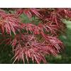 Vivaio di Castelletto Acero rosso giapponese ad innesto basso Acero palmatum dissectum atropurpureum Stella Rossa pianta in vaso ø18 cm Vivaio di Castelletto