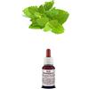 Il Regno Vegetale Olio Essenziale 100% Puro MELISSA Naturale Uso Interno Esterno (10 ml)