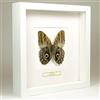 De Museumwinkel.com Caligo sp. - Farfalle Testa di Gufo - Vera Farfalla di Tassidermia Montato sotto Vetro in Cornice di Legno Bianca Fatta a Mano