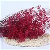 YIWOYI Bouquet di fiori secchi naturali di gipsofili freschi essiccati per gypsophila paniculata per matrimoni, feste, decorazioni per la casa (rosa rossa, 40-55 cm, 80 g)