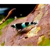 Generisch Gamberetti glück - Taiwan Bee - diverse varianti - 1 pezzo (Blue Panda)