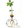 FARYODI Vaso in vetro per albero di avocado, in crescita avocado, vaso di vetro idroponico per avocado, germe idroponico per semi di avocado, idea regalo per gli amanti delle piante