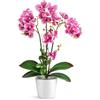 PASCH® Orchidee artificiali in vasi di ceramica lucida (46 cm), fiori artificiali come reali, fiori artificiali in vaso (bianco-rosa)