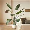 BLAINE Piante Finte da Interno Strelitzia 160 cm Aspetto Iperrealistico per Decorazione Casa e Ufficio Senza Manutenzione