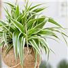 Generic 1 PIANTA DI CHLOROPHYTUM COMOSUM VITATUM O NASTRINO VASO 12CM