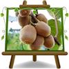 EURO PLANTS VIVAI Actinidia - Kiwi Jenny - pianta da frutto autofertile su vaso 20 cm- Altezza 150-170 cm - Età 2 anni