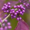 Generic Schönfrucht '' Callicarpa bodinieri '- Ca 60 cm di 3L Pot