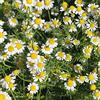 Generic Camomilla Romana 500 SEMI Anthemis Nobilis Bodenabdeckung