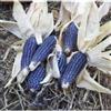 SVI Mais, Blu Popcorn, 28 semi! Groco