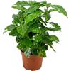 AMDGarden PIANTA DEL CAFFE' vera COFFEA in vaso 12 H30CM FOTO REALE