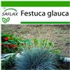SAFLAX - Festuca azzurra - 50 semi - Con substrato - Festuca glauca