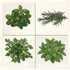 Generico Set Semi Erbe Aromatiche | Basilico, Rosmarino, Prezzemolo e Menta | 4 Bustine da 6g | Semi Aromatici per Orto, Giardino e Balcone | Ideali per Coltivazione in Vaso